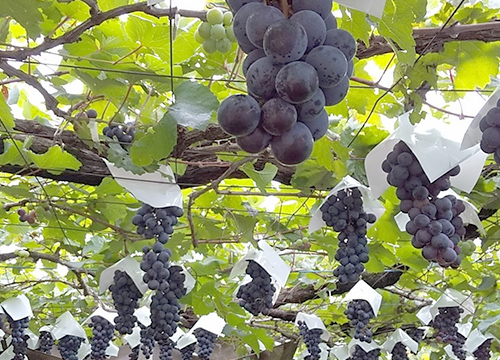 Einführung in den Obstgarten